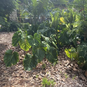 Pinecrest Gardens - Botanical Gardens Near Me - Pinecrest, Florida