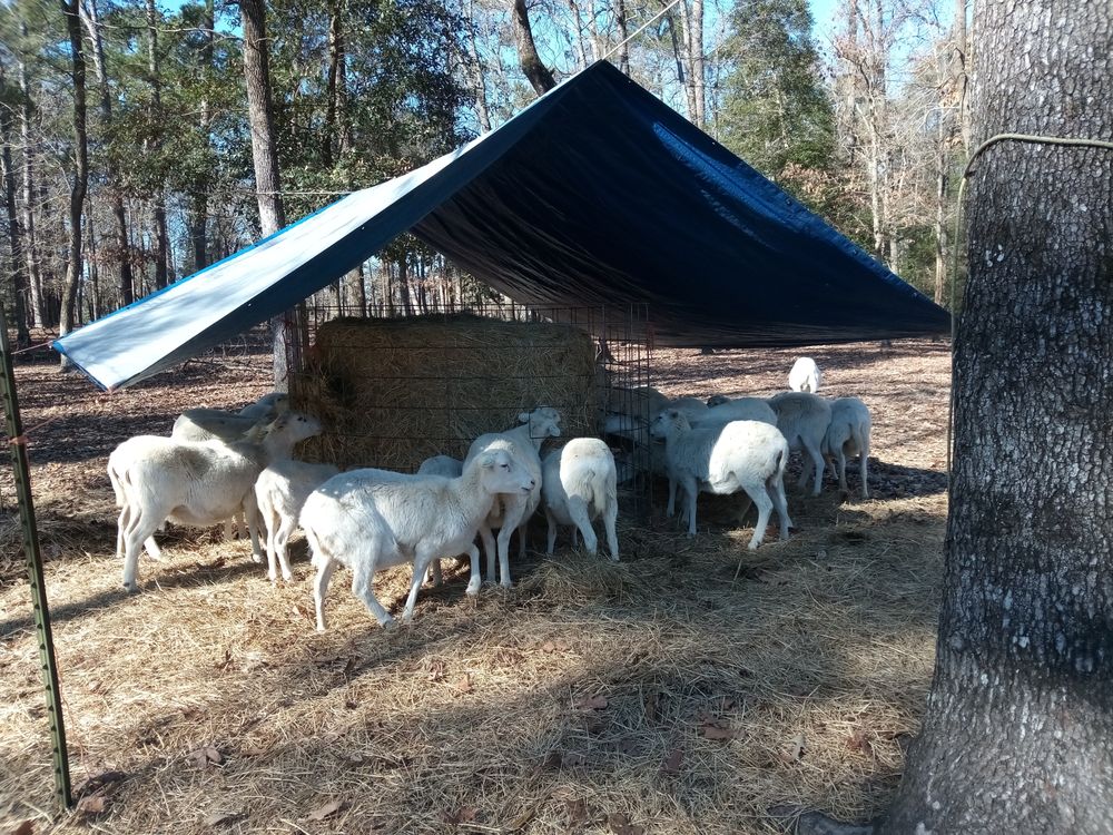 LONE STAR DAHL SHEEP FARM Updated September 2024 Willis, Texas Livestock Feed & Supply