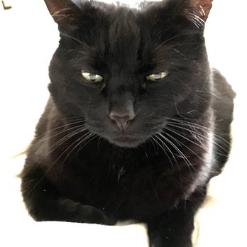 Kitty in NY - Photo from the sitter, obvious pain and unhappiness - Pet Boarding Near Me