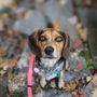 Photo of WalkDogs.ca