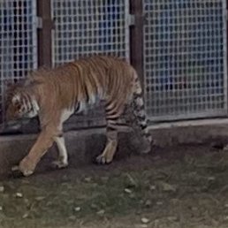 This Tiger seemed stressed- I imagine it may be from all the people viewing it alll day