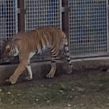 ABQ BioPark Zoo - This Tiger seemed stressed- I imagine it may be from all the people viewing it alll day - Zoos Near Me - Albuquerque, New Mexico