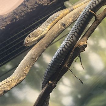 Fresno Chaffee Zoo - Literally could not fit the entire length of this scary snake into the picture - Zoos Near Me - Fresno, California Fresno Chaffee Zoo - Literally could not fit the entire length of this scary snake into the picture - Zoos Near Me - Fresno, California