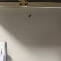 ROACHES