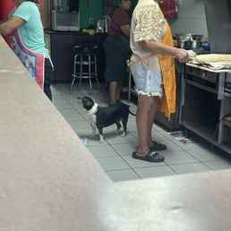 A dog in kitchen A dog in kitchen