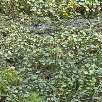 Circle B Bar Reserve - Gator - Hiking Near Me - Lakeland, Florida Circle B Bar Reserve - Gator - Hiking Near Me - Lakeland, Florida