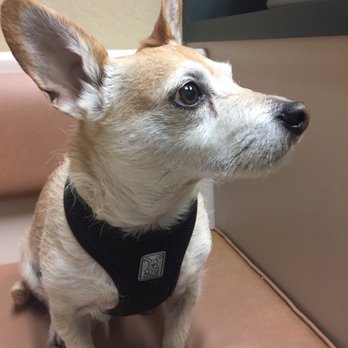 SAGE Veterinary Centers - Concord - Veterinarians Near Me - Concord, California