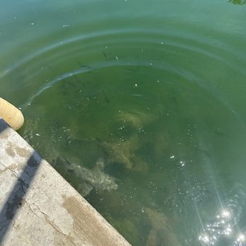 Paddle The Florida Keys - Nurse sharks - Rafting/Kayaking Near Me - Tavernier, Florida