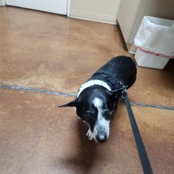 Clovis Pet Hospital