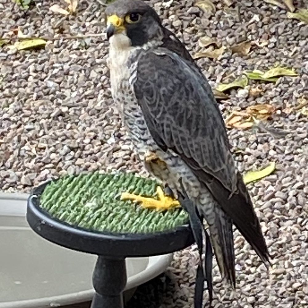 Dalhousie Falconry - Archery Near Me - Edinburgh, MLN