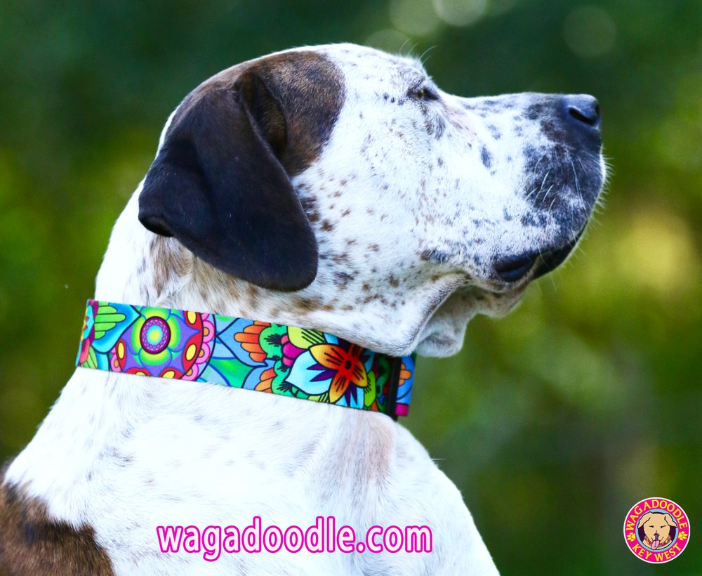 ISLAND DOG CLOSED Updated June 2024 82 Photos 513 Fleming St