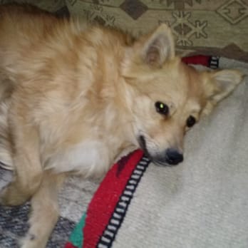 Coronado Pet Hospital - Then it was Jr's turn to be neutered. - Veterinarians Near Me - Rio Rancho, New Mexico Coronado Pet Hospital - Then it was Jr's turn to be neutered. - Veterinarians Near Me - Rio Rancho, New Mexico