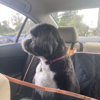 Le Pawsh - Pet Groomers Near Me - Fremont, California Le Pawsh - Pet Groomers Near Me - Fremont, California