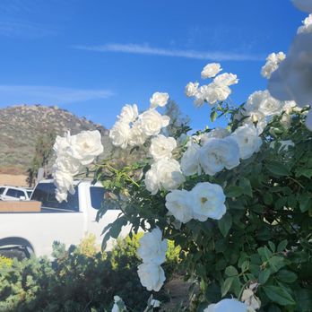 Villa Amalfi - White roses on the entrance - Venues & Event Spaces Near Me - Norco, California Villa Amalfi - White roses on the entrance - Venues & Event Spaces Near Me - Norco, California