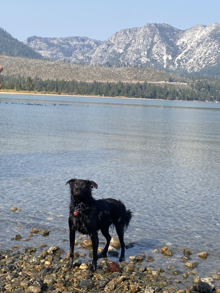 DUZY’S CANINE CARE 22 Photos Kings Beach, California Dog Walkers