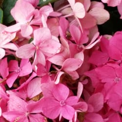 Barson's Greenhouses - Gorgeous hydrangeas.