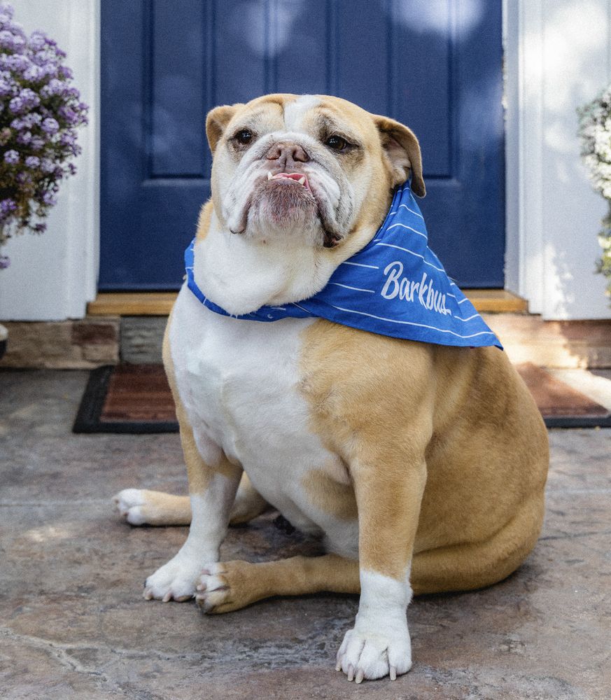 BARKBUS MOBILE DOG GROOMING HOUSTON Updated September 2024 13 Photos Houston, Texas