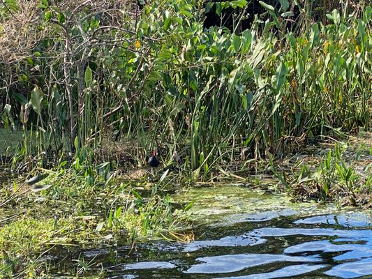 Green Cay Nature Center & Wetlands by null