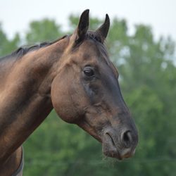 Peck's Farm and Equestrian Center - Leasing Program: Horses, ponies and minis are available for on-farm leasing