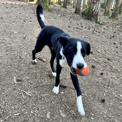 Animal Magnetizm - Star the Border Collie