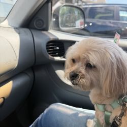 Paws Awhile Dog Grooming
