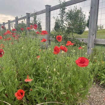 Longwood Gardens - Poppies in one of the many gardens. - Botanical Gardens Near Me - Kennett Square, Pennsylvania