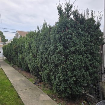 Mowers and Rakers - before - Lawn Services Near Me - Chicago, Illinois Mowers and Rakers - before - Lawn Services Near Me - Chicago, Illinois