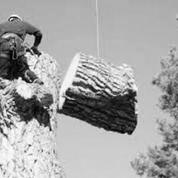 3 Counties Tree Surgery - Tree Services Near Me - Lichfield, STS 3 Counties Tree Surgery - Tree Services Near Me - Lichfield, STS