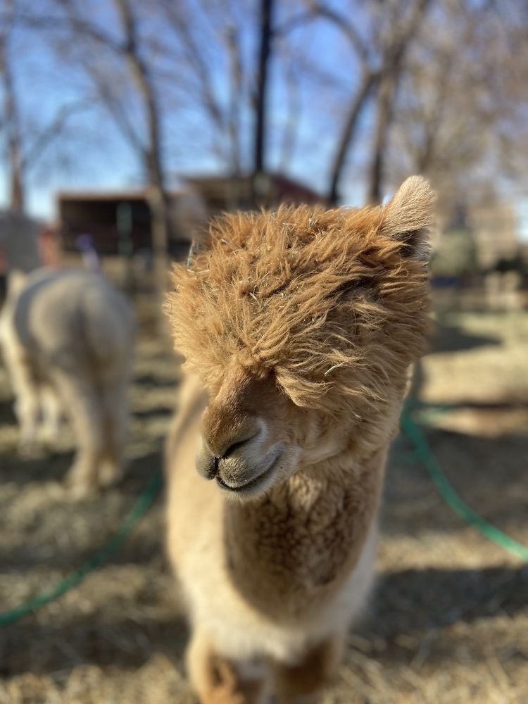 Urban Alpacas