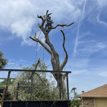 P.k. Tree service - Robe climbing safety better than using ladder - Tree Services Near Me P.k. Tree service - Robe climbing safety better than using ladder - Tree Services Near Me