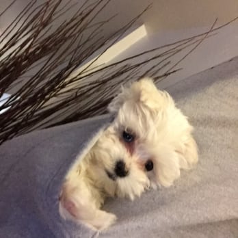 Little Puppies Online - Now she's content. - Pet Breeders Near Me - Mount Vernon, Ohio