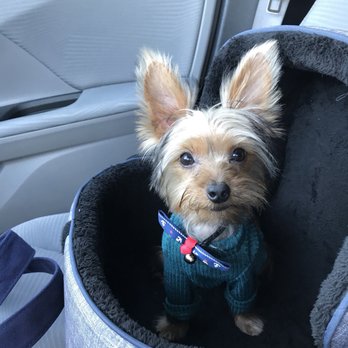 Dazzling Pup - Pet Groomers Near Me - San Gabriel, California Dazzling Pup - Pet Groomers Near Me - San Gabriel, California