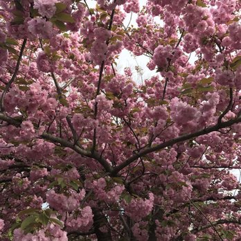 Branch Brook Park - Cherry blossoms - Parks Near Me - Newark, New Jersey