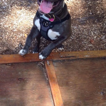 Runnemede Dog Park - One very happy Pittie - Dog Parks Near Me - Runnemede, New Jersey
