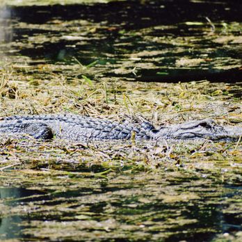 Singing River Tours - Tours Near Me - Dunnellon, Florida Singing River Tours - Tours Near Me - Dunnellon, Florida