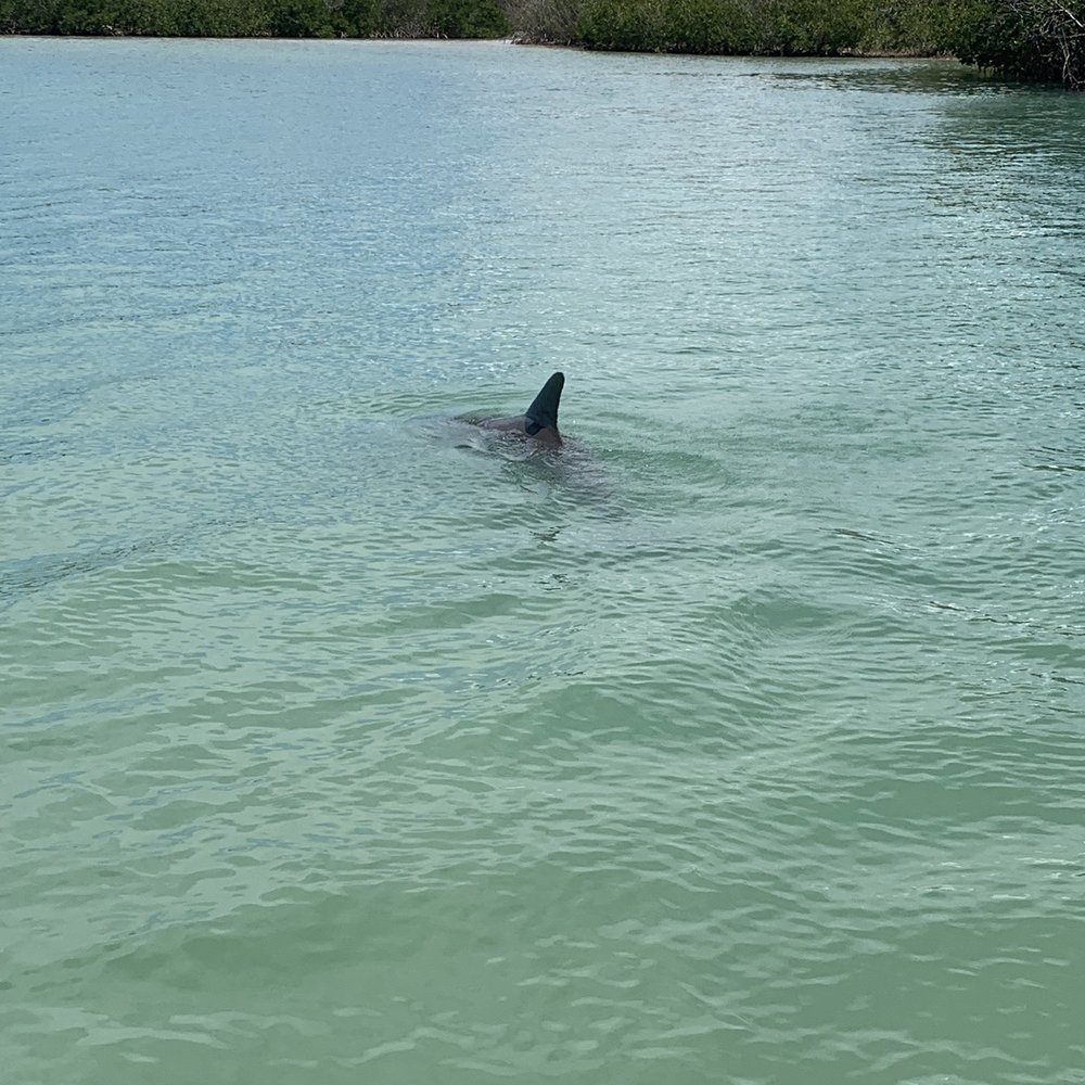 South Bay Marina - Dolphin! - Marinas Near Me - Naples, Florida South Bay Marina - Dolphin! - Marinas Near Me - Naples, Florida