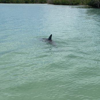 South Bay Marina - Dolphin! - Marinas Near Me - Naples, Florida South Bay Marina - Dolphin! - Marinas Near Me - Naples, Florida