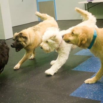 Dogtopia - CJ riles up the big dogs in the gym! - Pet Sitting Near Me - Chantilly, Virginia Dogtopia - CJ riles up the big dogs in the gym! - Pet Sitting Near Me - Chantilly, Virginia