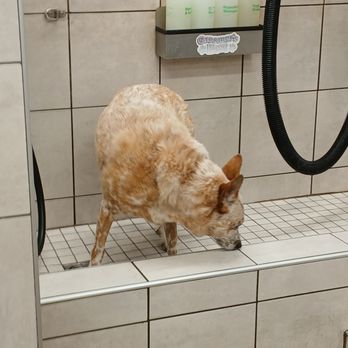 Pet Supplies Plus - Check out the previous sniffings - Pet Groomers Near Me - Wheat Ridge, Colorado Pet Supplies Plus - Check out the previous sniffings - Pet Groomers Near Me - Wheat Ridge, Colorado