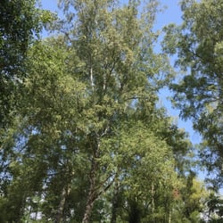Freibad Langsee - Schatten auch da