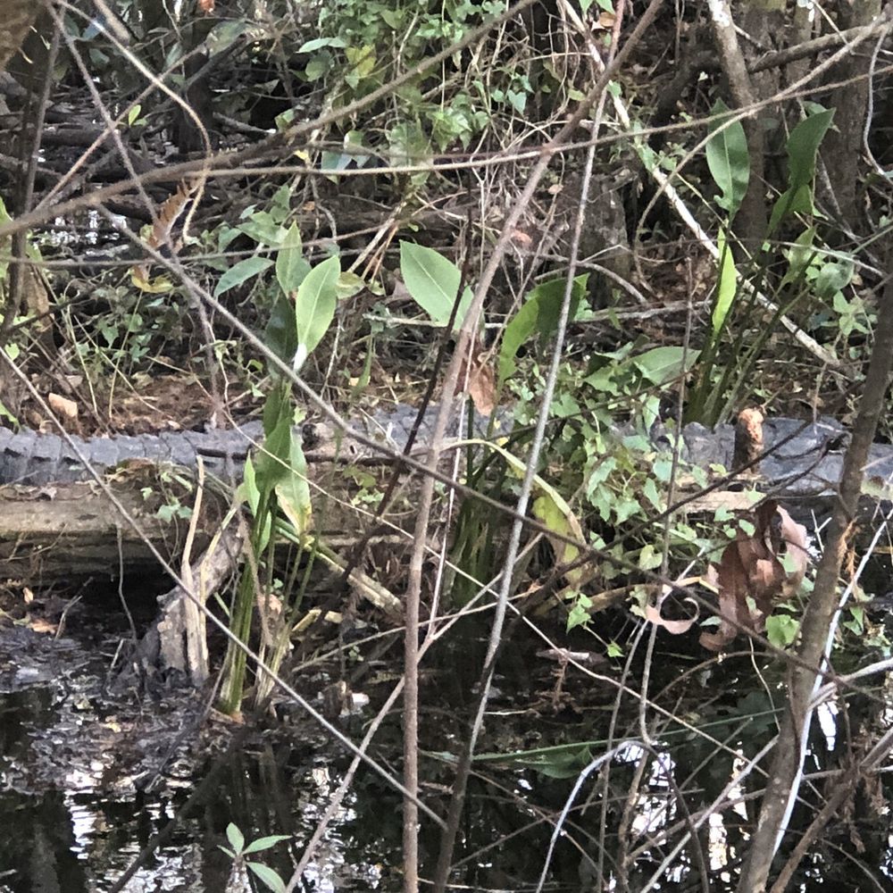 Fakahatchee Strand Preserve State Park - Parks Near Me - Copeland, Florida