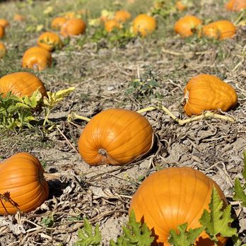 Foggy River Farm - 10.09.21 pumpkins are an essential part of the Fall and Halloween Season! - CSA Near Me - Healdsburg, California