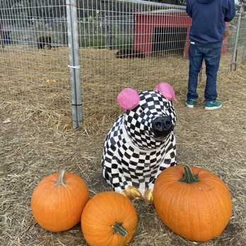Stanly Lane Pumpkin Patch - Piggy! - Pumpkin Patches Near Me - Napa, California