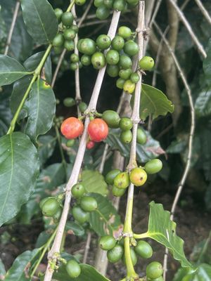 Sandra Farms Coffee by null