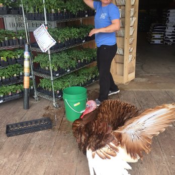 Three Chicks Feed, Seed & Cafe - The turkey Tres likes to pose for pics. - Cafes Near Me - Texarkana, Arkansas Three Chicks Feed, Seed & Cafe - The turkey Tres likes to pose for pics. - Cafes Near Me - Texarkana, Arkansas