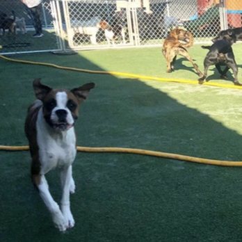 Best Fido Friends - Living her best life!! - Pet Boarding Near Me - Waco, Texas Best Fido Friends - Living her best life!! - Pet Boarding Near Me - Waco, Texas