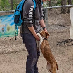 Community education programs: Here a professional dog trainer teaching how to be a better dog parent.