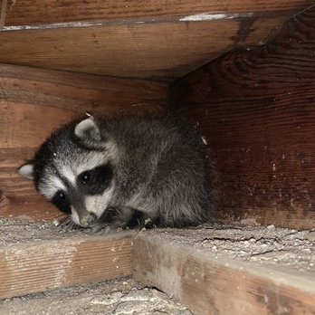Active Animal Trapping - Poor little guy!! - Pest Control Near Me - Corona, California