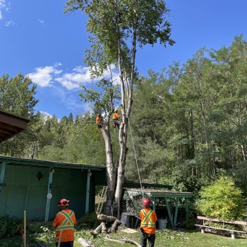 Vincent Treeworks - Removing a 60 foot dying birch tree that was leaning over a carport and shed in a small back yard - Tree Services Near Me - Glade, British Columbia Vincent Treeworks - Removing a 60 foot dying birch tree that was leaning over a carport and shed in a small back yard - Tree Services Near Me - Glade, British Columbia