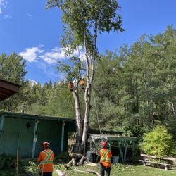 Vincent Treeworks - Removing a 60 foot dying birch tree that was leaning over a carport and shed in a small back yard